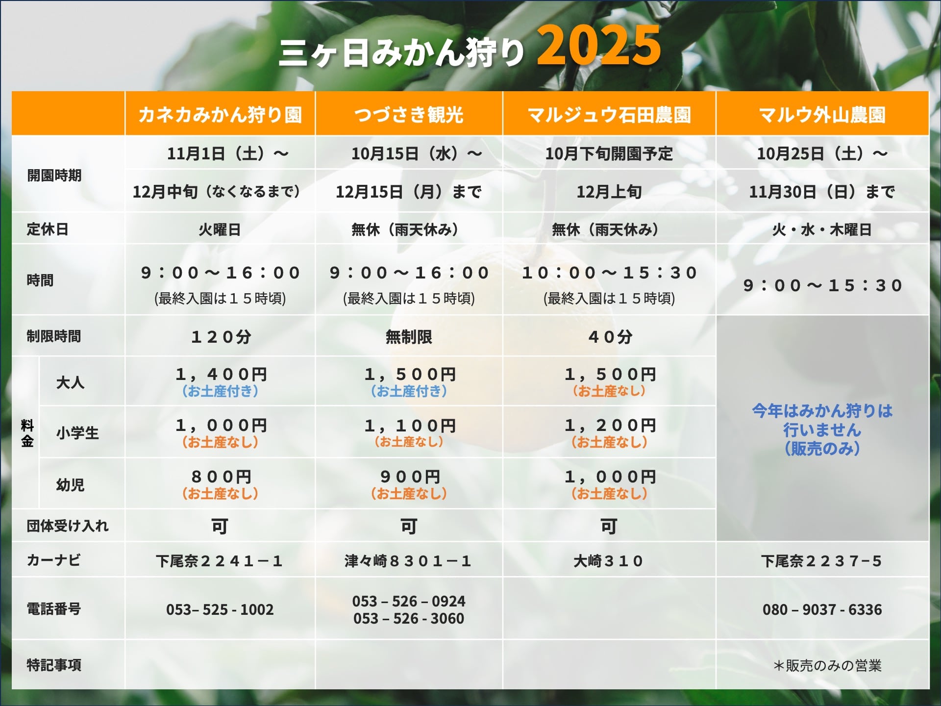2025年三ヶ日みかん狩り情報